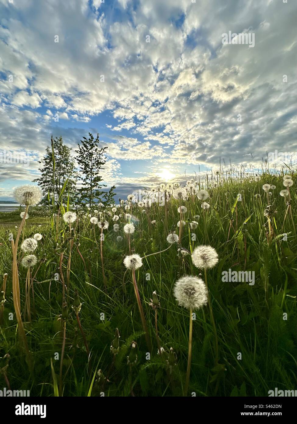 Löwenzahn blüht entlang des Küstenpfads in Anchorage, Alaska. - Smartphone-aufgenommenes Stockfoto