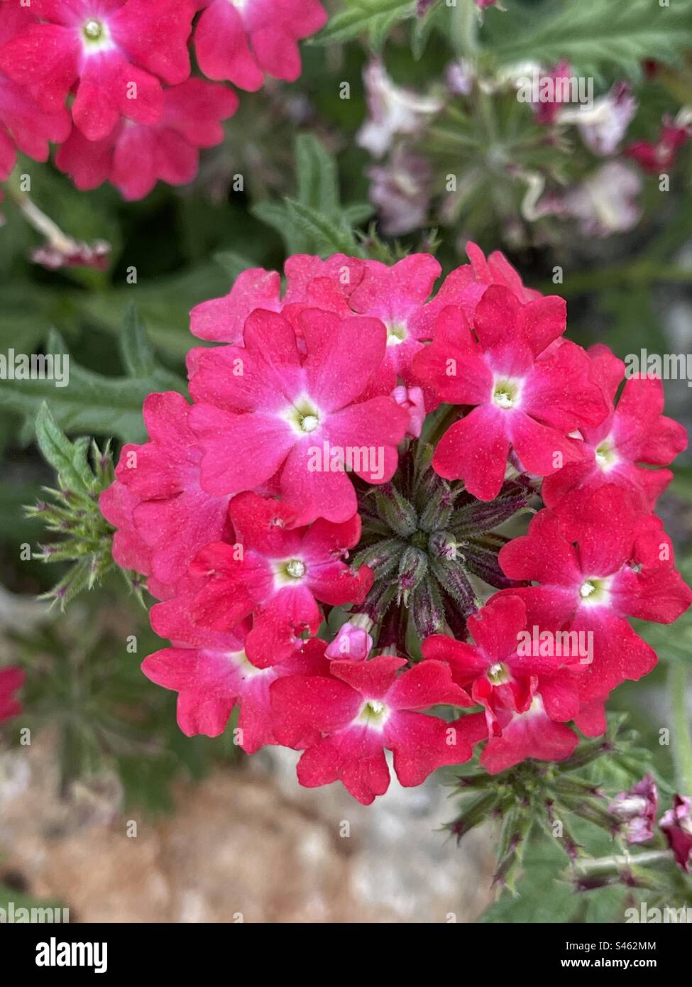 Blumen - Smartphone-aufgenommenes Stockfoto