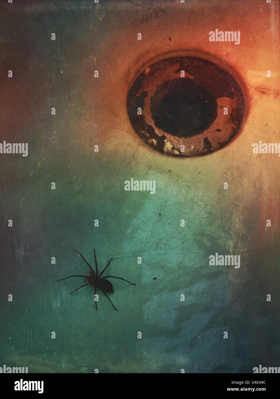 Eine eingeschlossene Spinne in einem Badezimmer/Küchenspüle mit einem offenen Loch - Spinnen im Hintergrund Stockfoto