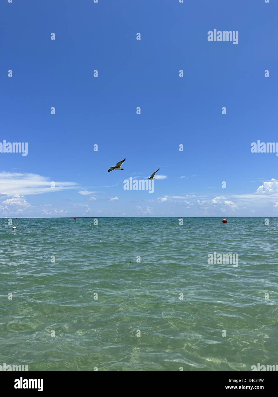 Möwen fliegen über den Atlantik Miami Beach, Florida Stockfoto