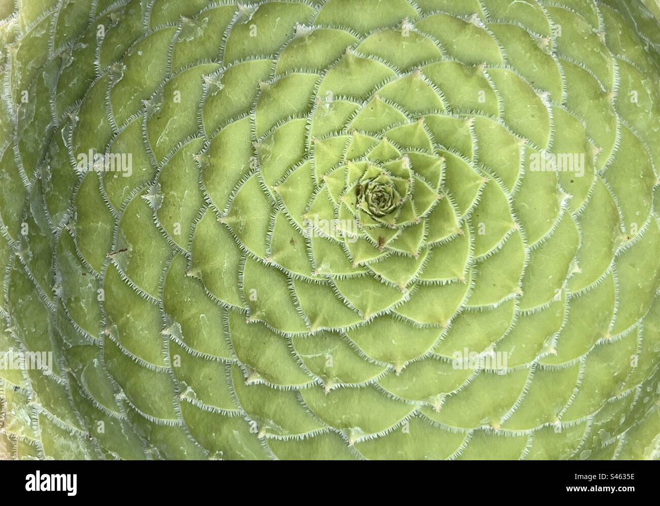Aeonium tabuliforme Succulent von oben gesehen Stockfoto