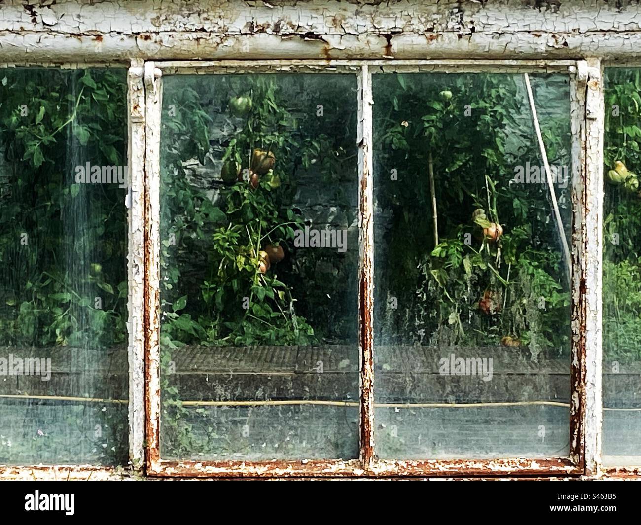 Tomaten, die in einem sehr alten Gewächshaus wachsen, das sich in einem Zustand der Sanierung befindet. - Smartphone-aufgenommenes Stockfoto