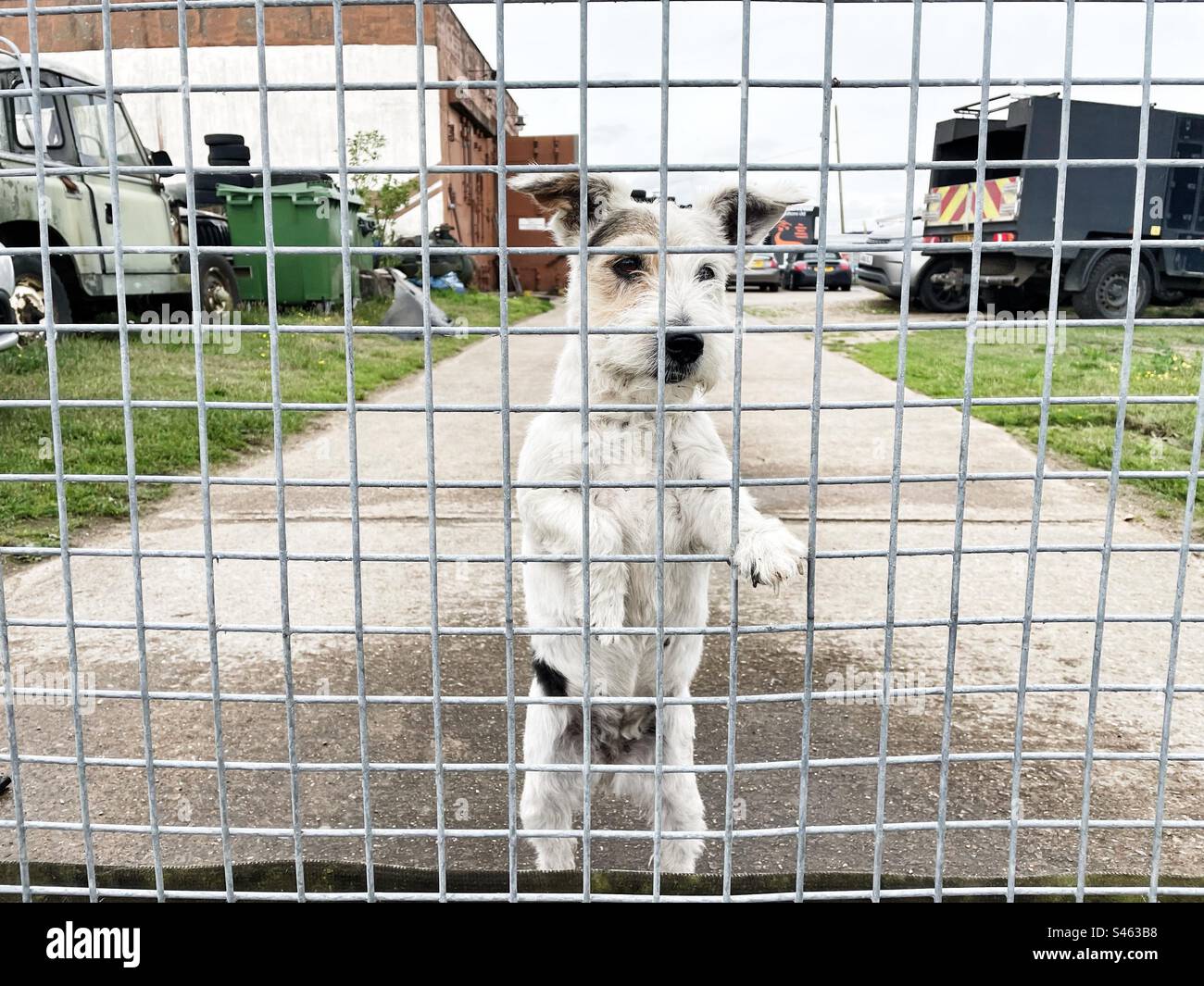 Wachhund Stockfoto