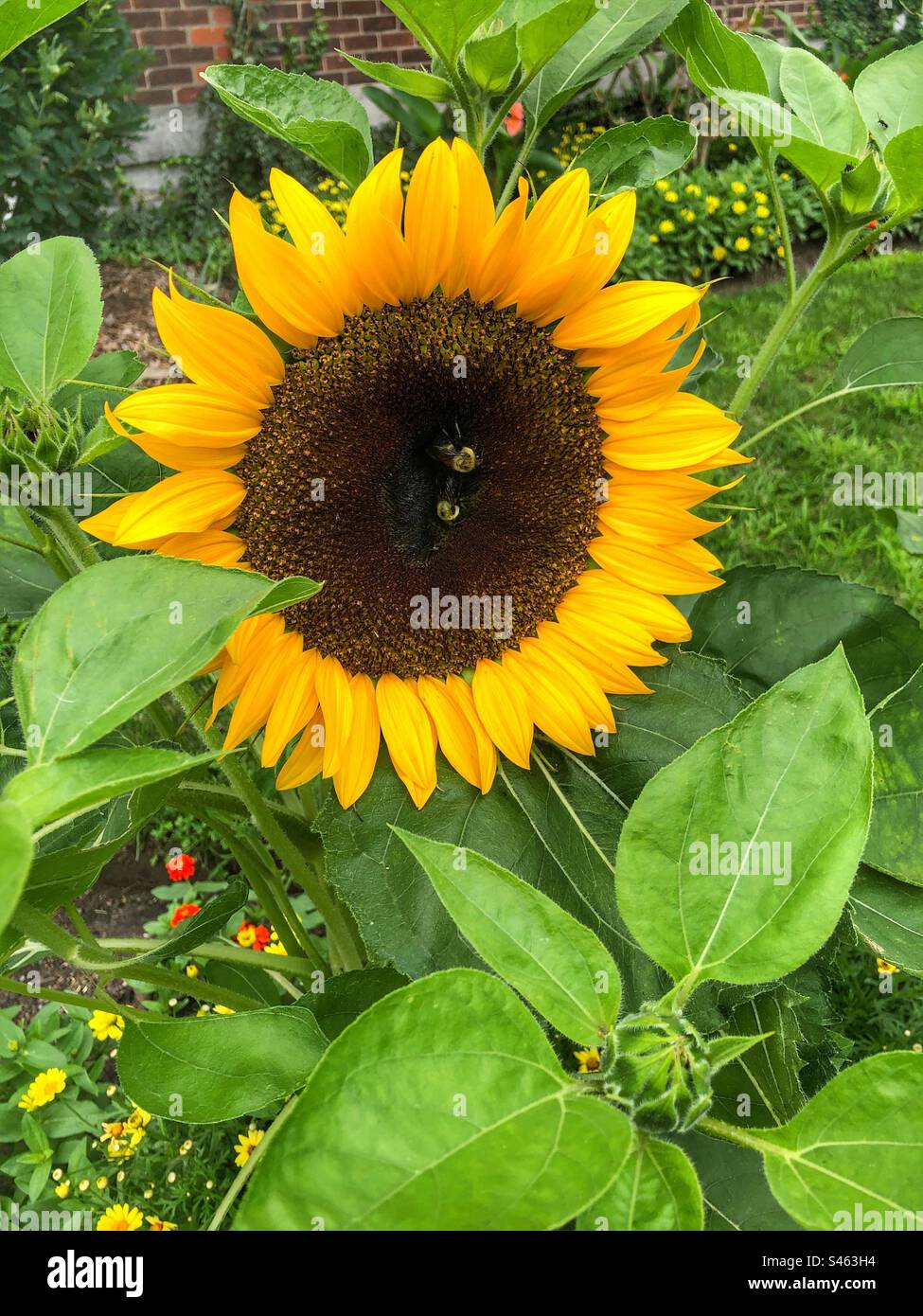 Zwei Bienen auf einer großen Sonnenblume. Stockfoto