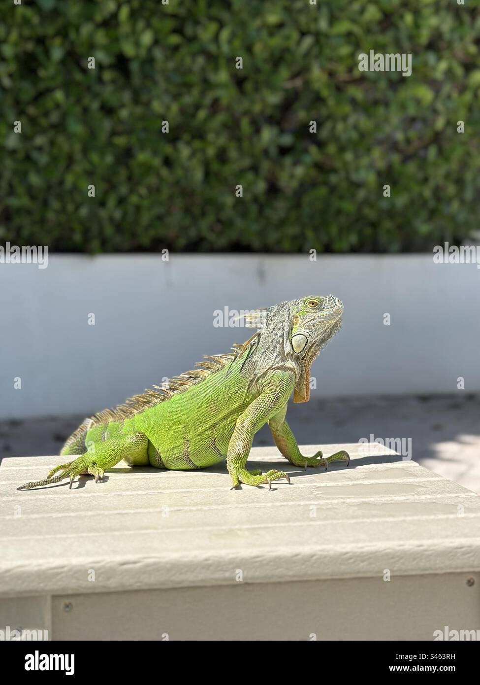Großer grüner Leguan auf einem Tisch im Freien Stockfoto