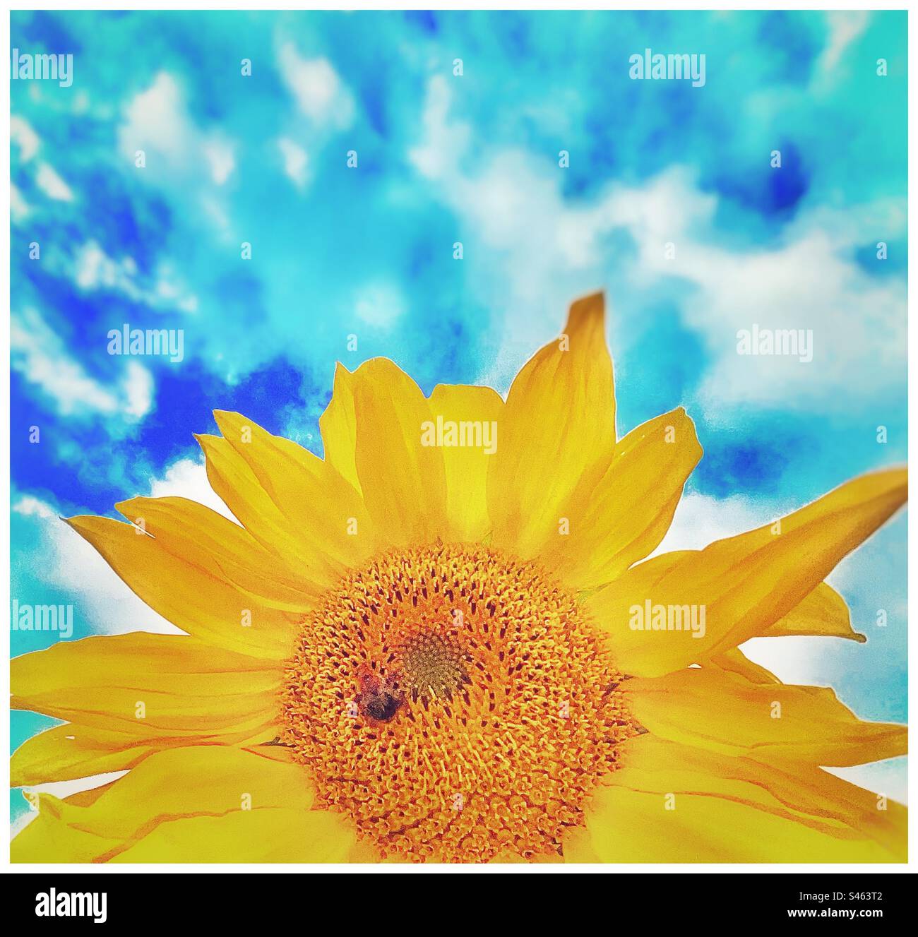 Bunte Sonnenblumen und Himmel. - Smartphone-aufgenommenes Stockfoto