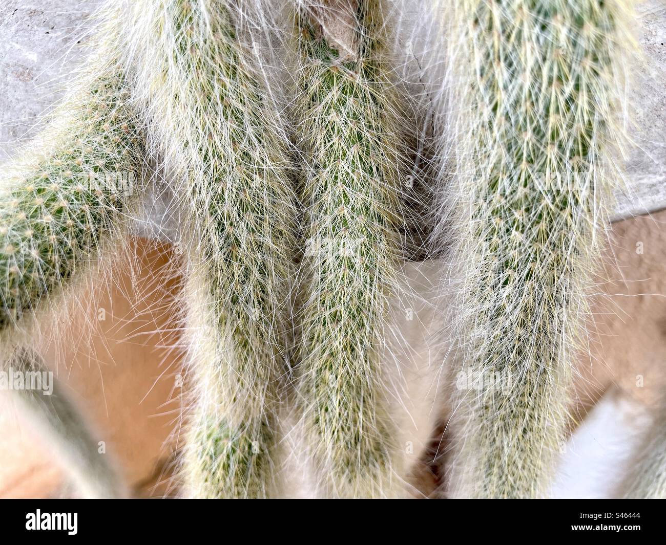 Der Affenschwanzkaktus schmückt und schmückt die Eingänge zum Haus Stockfoto