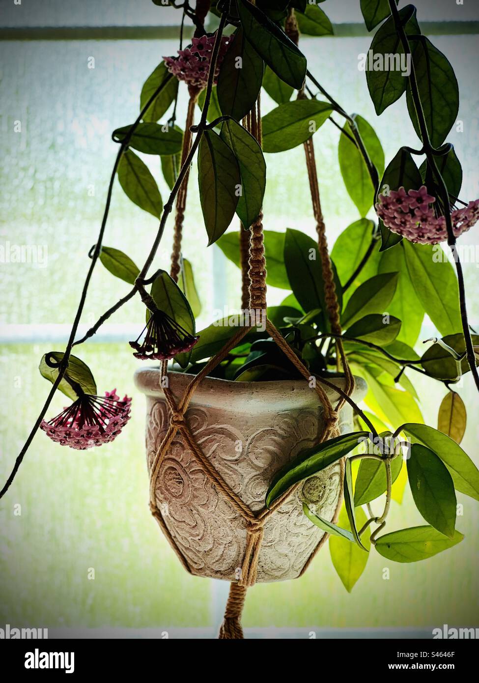 Hoya pflanzt in Blüte Stockfoto