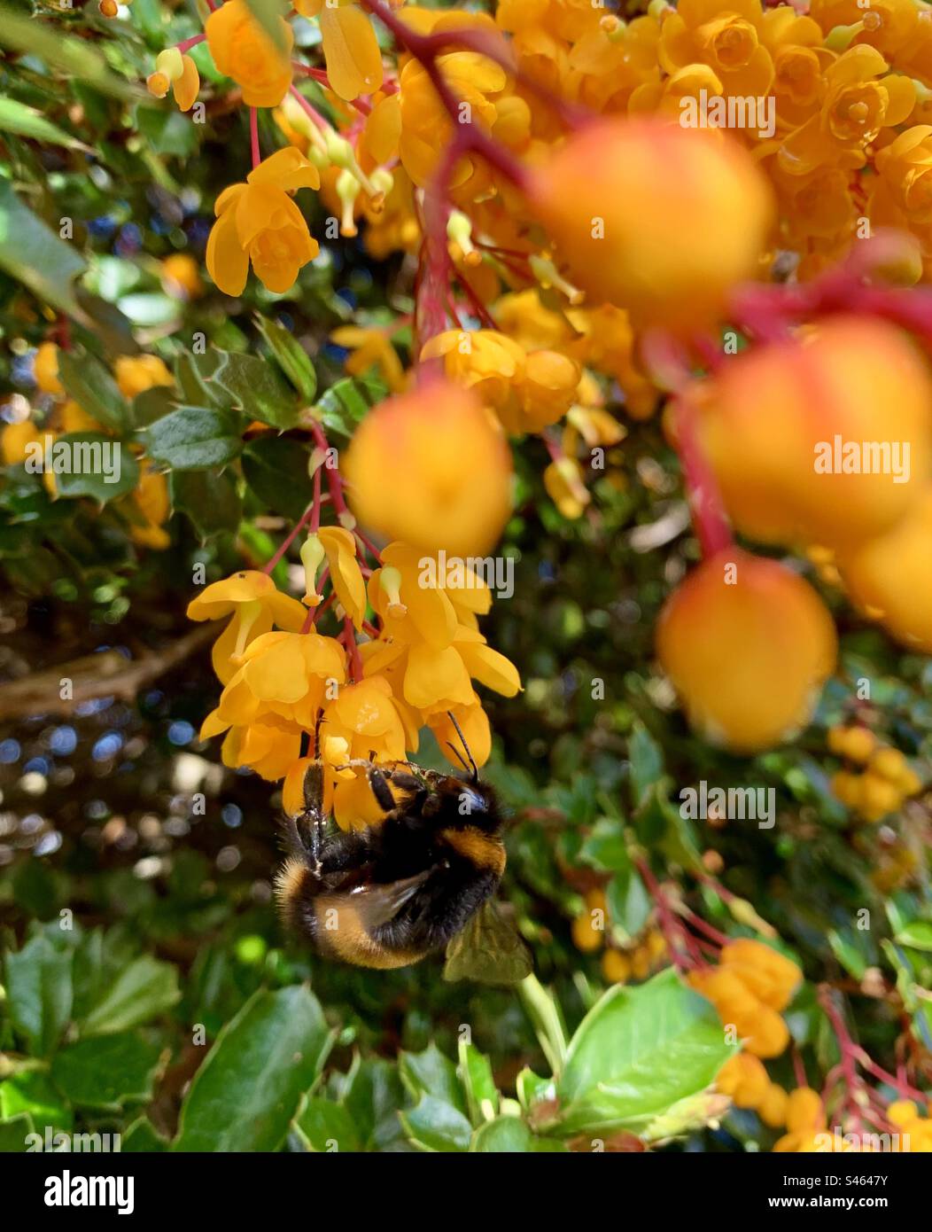 Hummelbiene auf leuchtend orangefarbener Beberispflanze Stockfoto