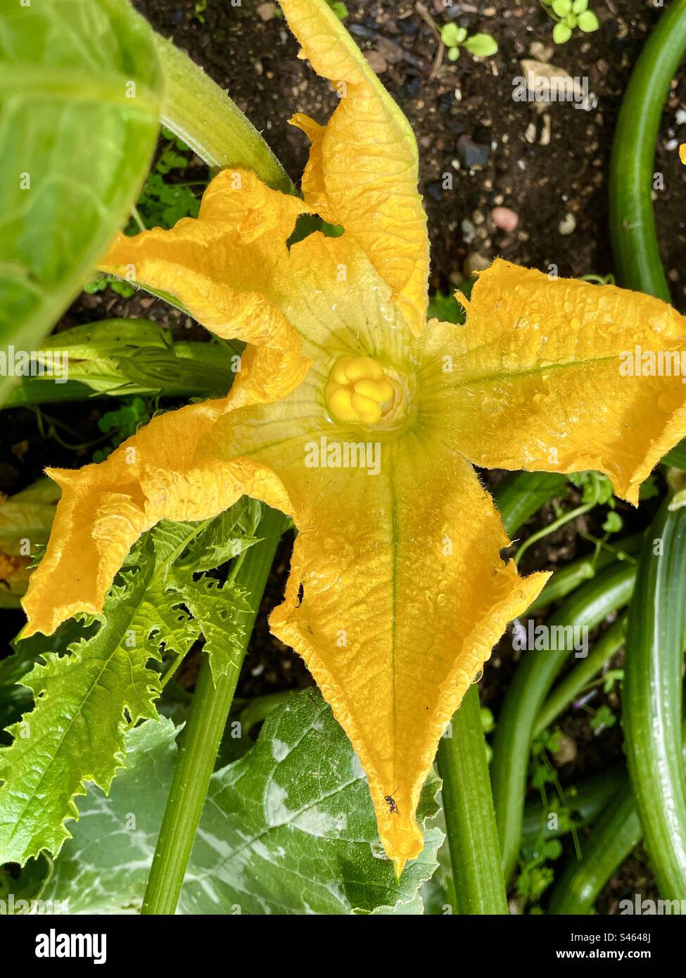 Zucchini-Blume Stockfoto