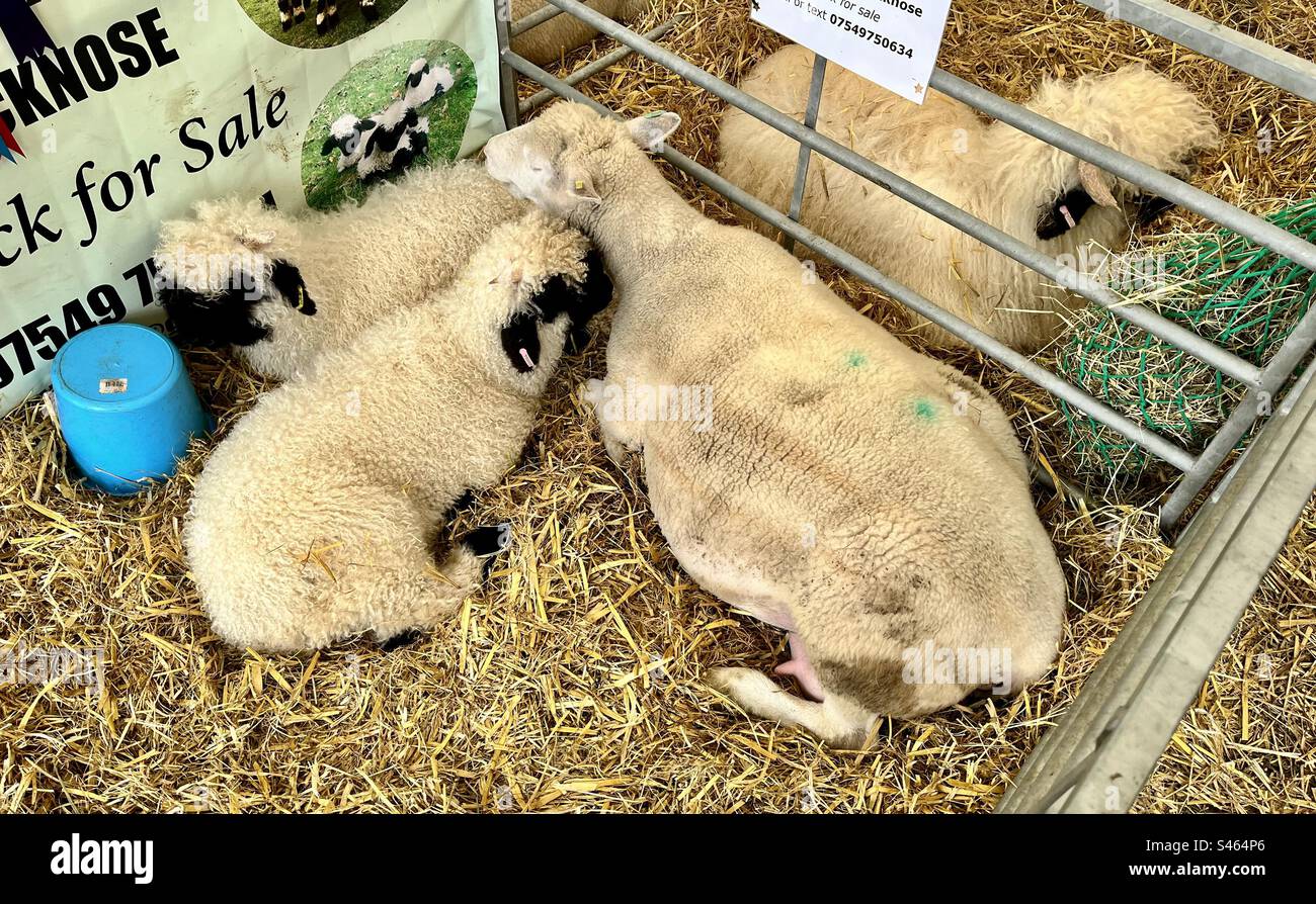 Schafe in South glos Show 2023 Stockfoto