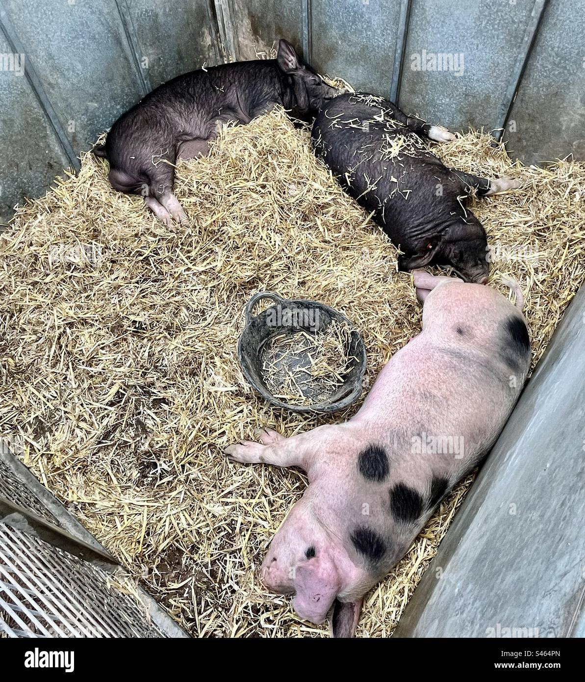 Schweine in South glos zeigen 2023 - Smartphone-aufgenommenes Stockfoto