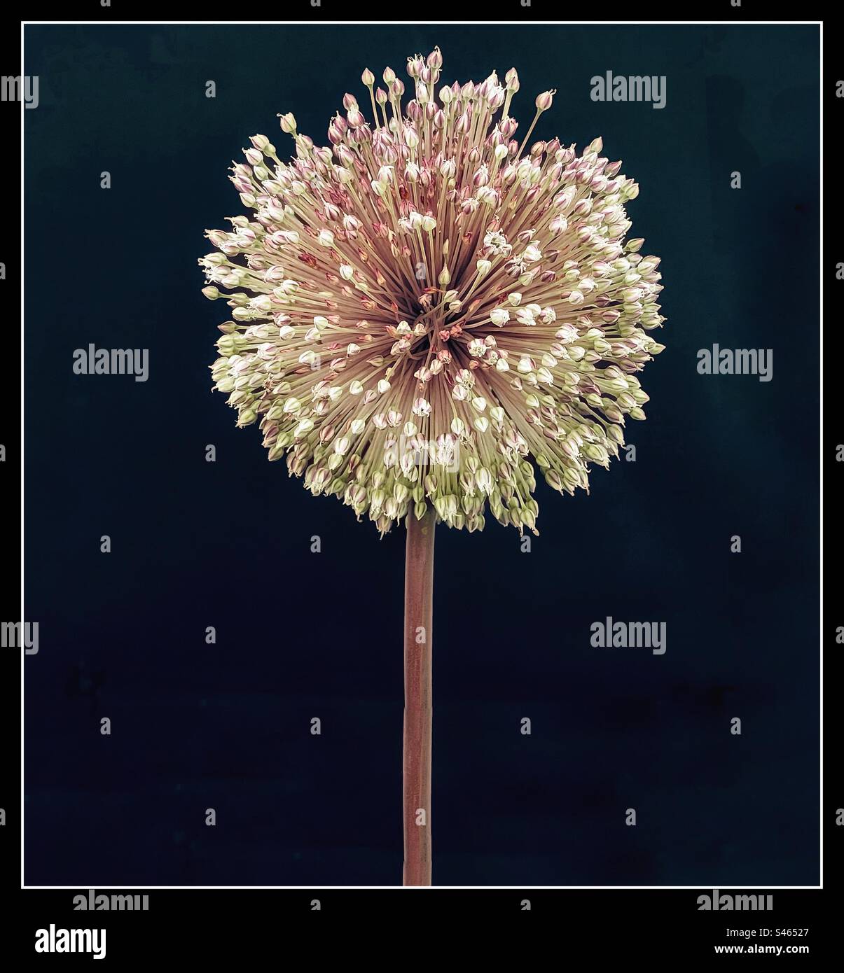 Eine einzelne Allium-Blume Stockfoto