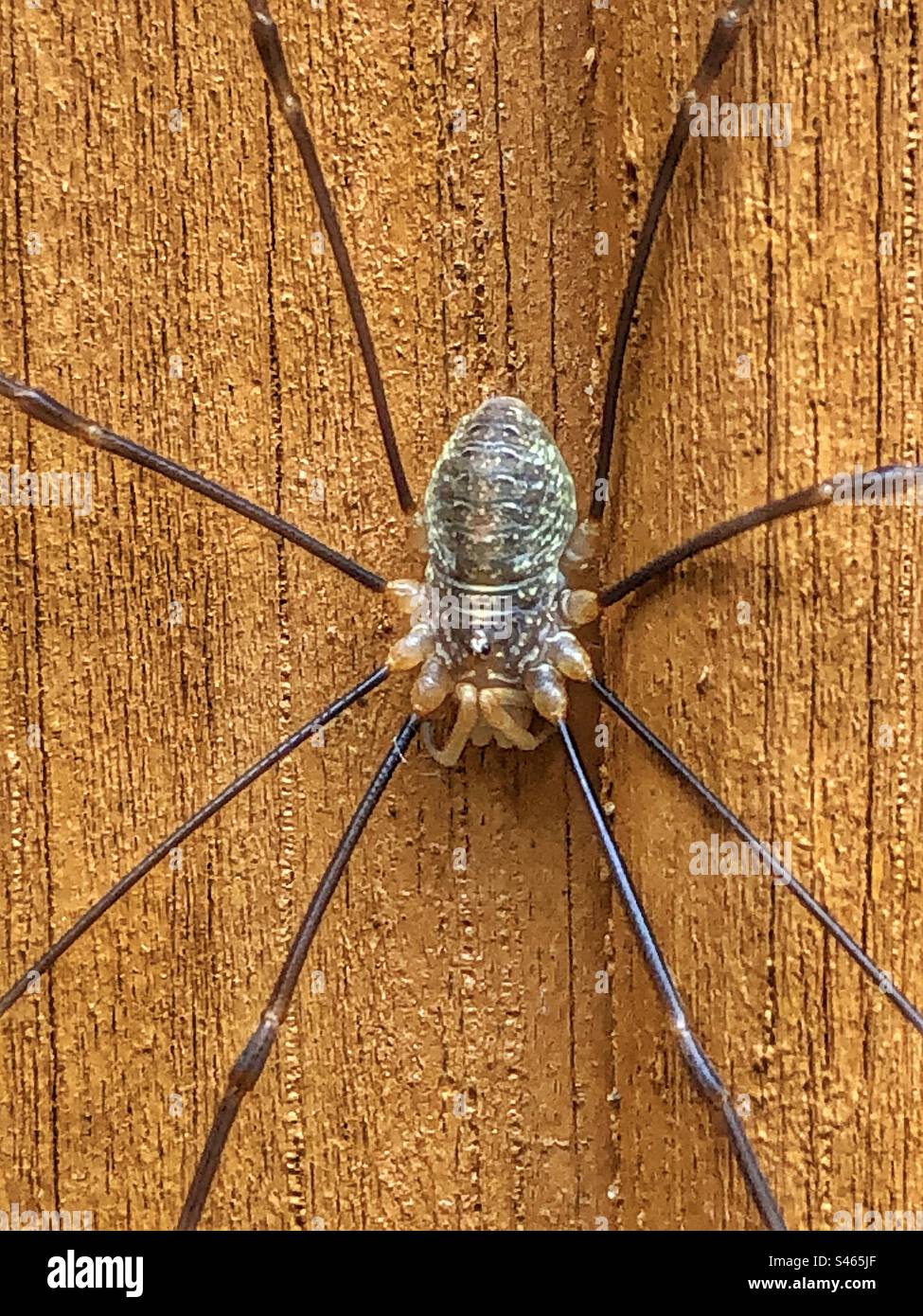 Harvestmen Spinnen ruhend, Bishopstoke Garden Hampshire Vereinigtes Königreich - Smartphone-aufgenommenes Stockfoto