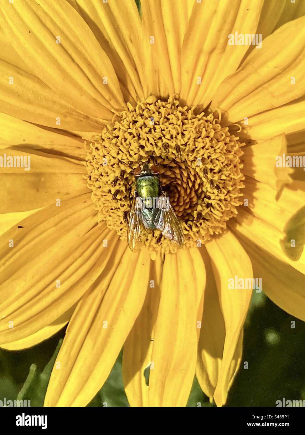 Ein grüner Schlag fliegt auf einer Sonnenblume in der Sonne. Stockfoto