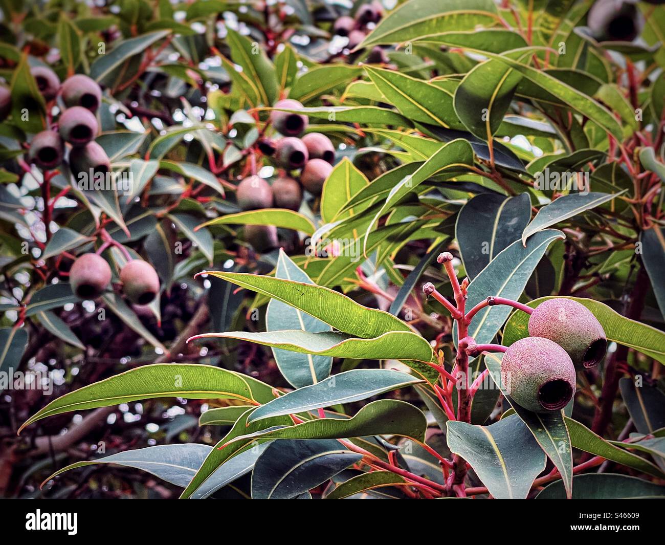 Große Gummibärchen auf einem australischen einheimischen Baum, roter blühender Gummibaum oder Corymbia ficifolia, eine häufig gepflanzte verzierte Eukalypte. Allgemein als Kaugummi bezeichnet. Stockfoto