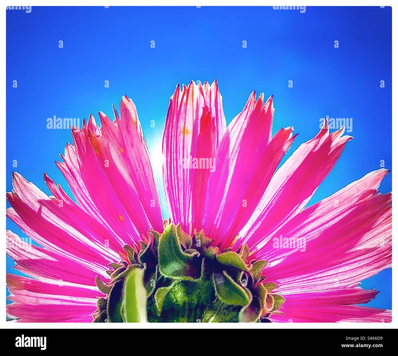 Rosa Echinacea, Pflanzen und blauer Himmel. - Smartphone-aufgenommenes Stockfoto