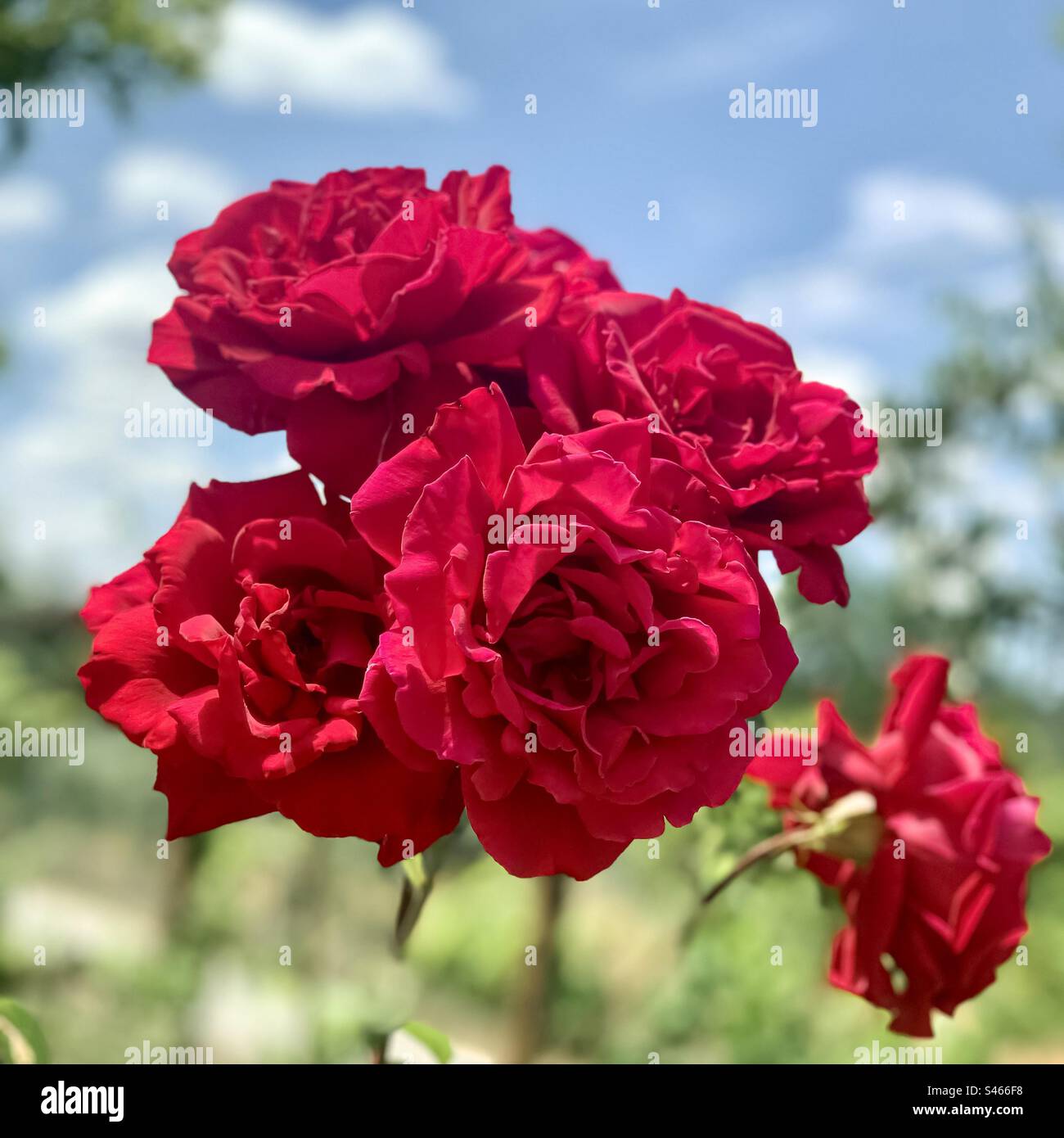 Ein Kopf aus roten Rosen in voller Blüte Stockfoto