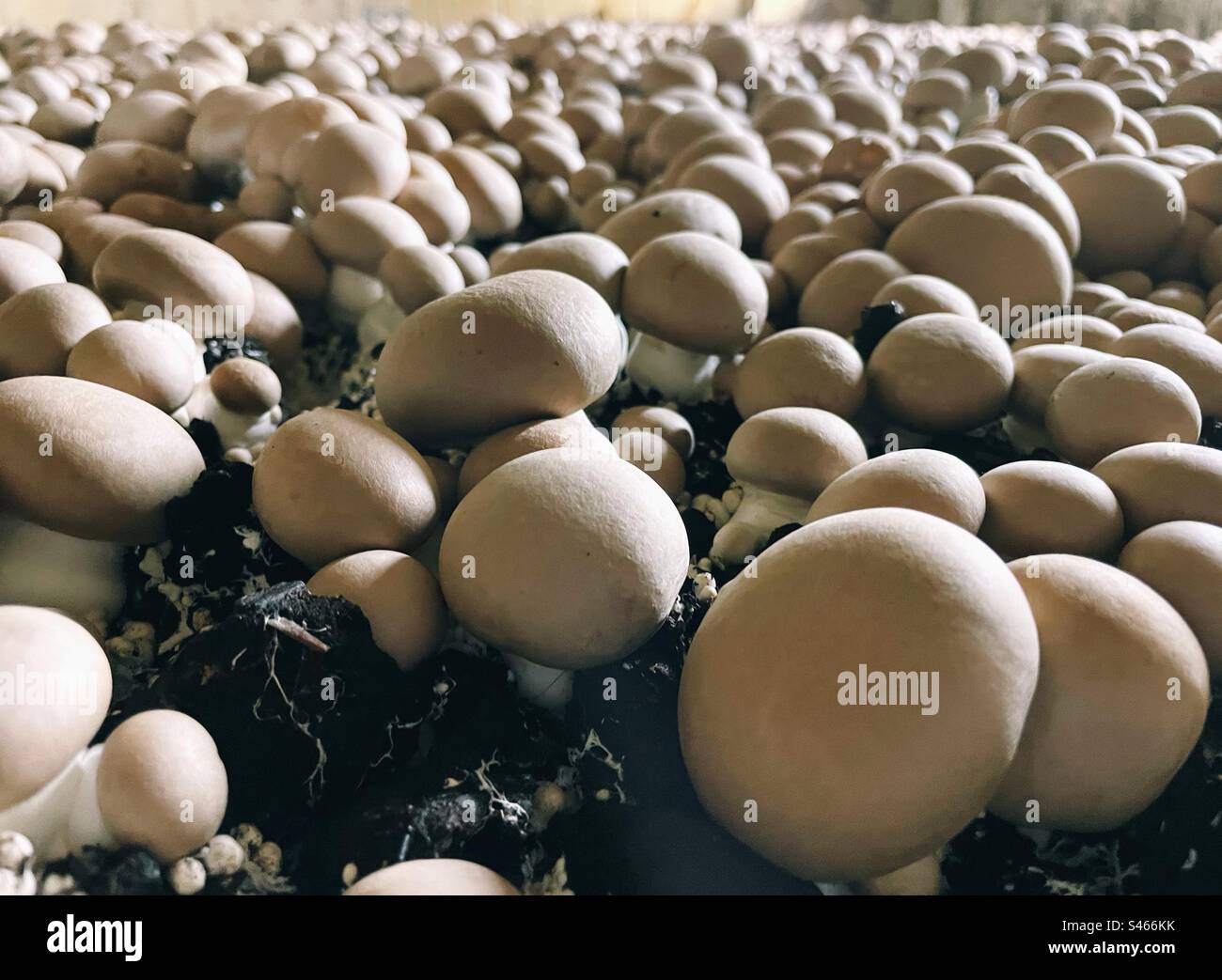 Pilze wachsen auf schwarzem Boden Stockfoto