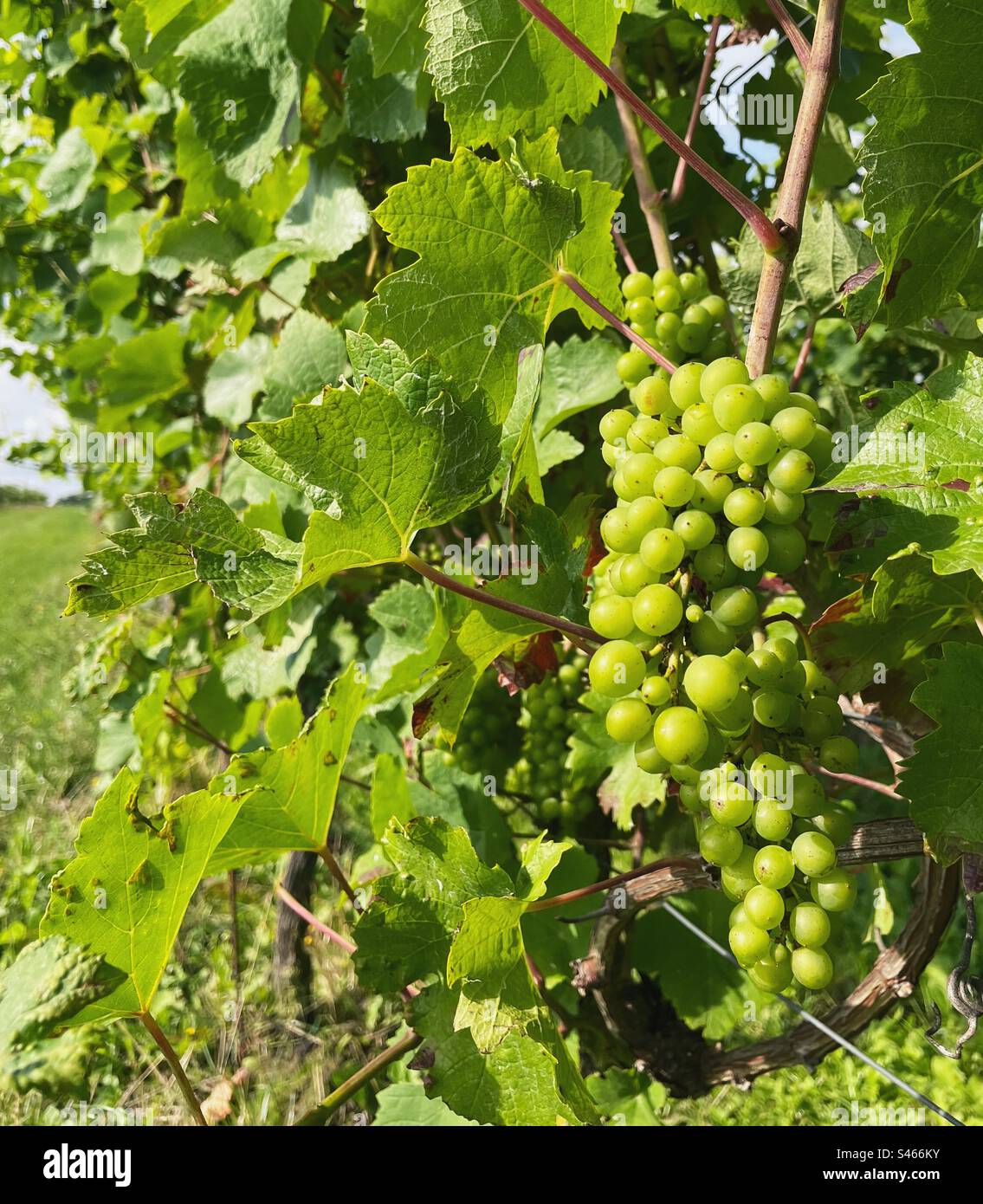 Grüne Trauben wachsen in einem Weinberg Stockfoto