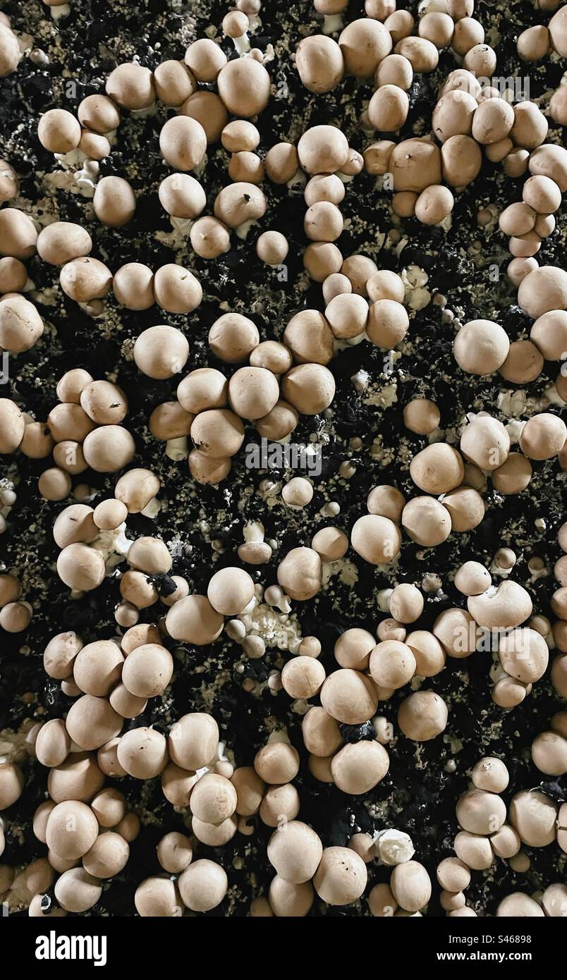Champignons auf schwarzem Boden kultivieren - Smartphone-aufgenommenes Stockfoto