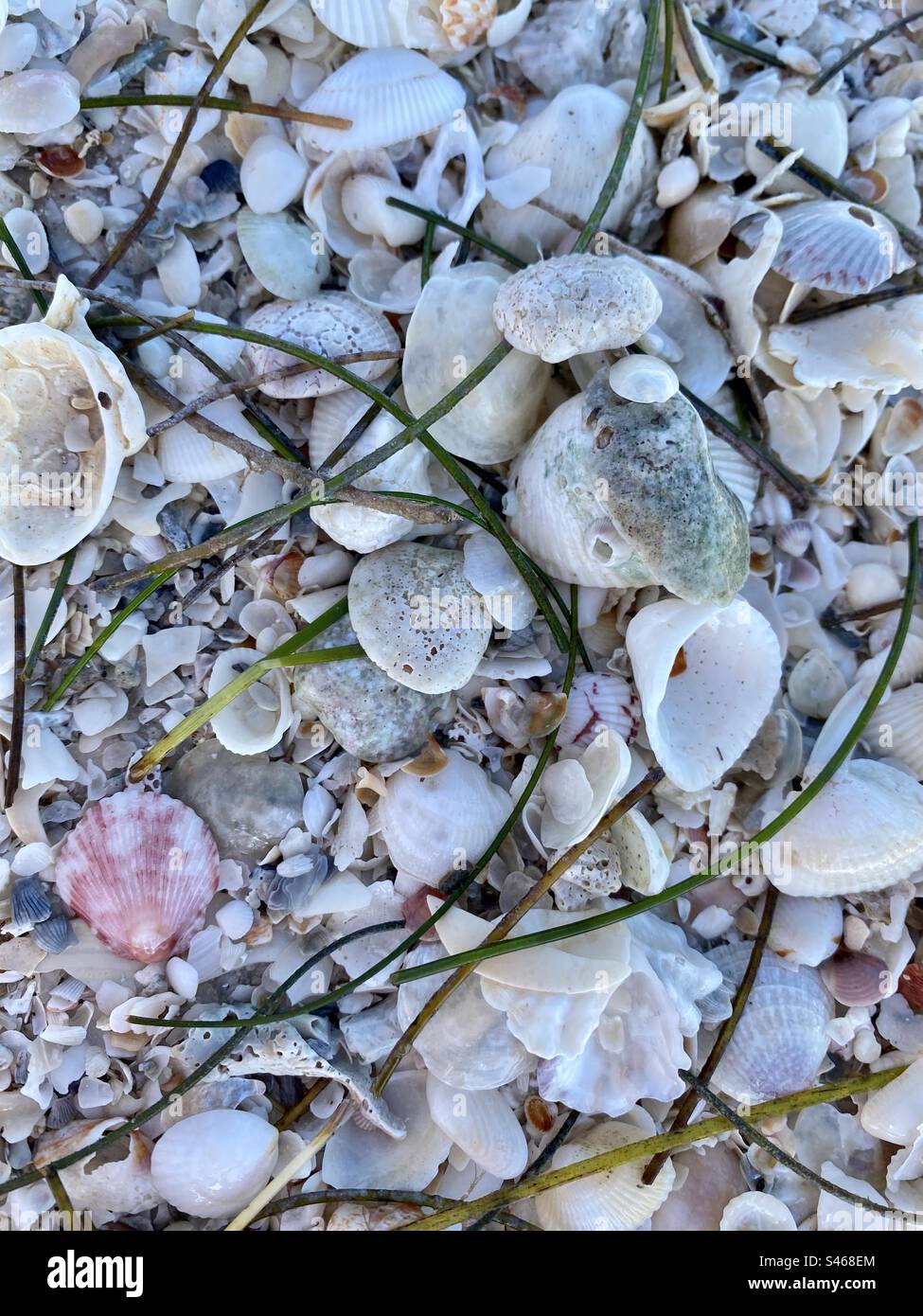 Muscheln und Seegras - Smartphone-aufgenommenes Stockfoto