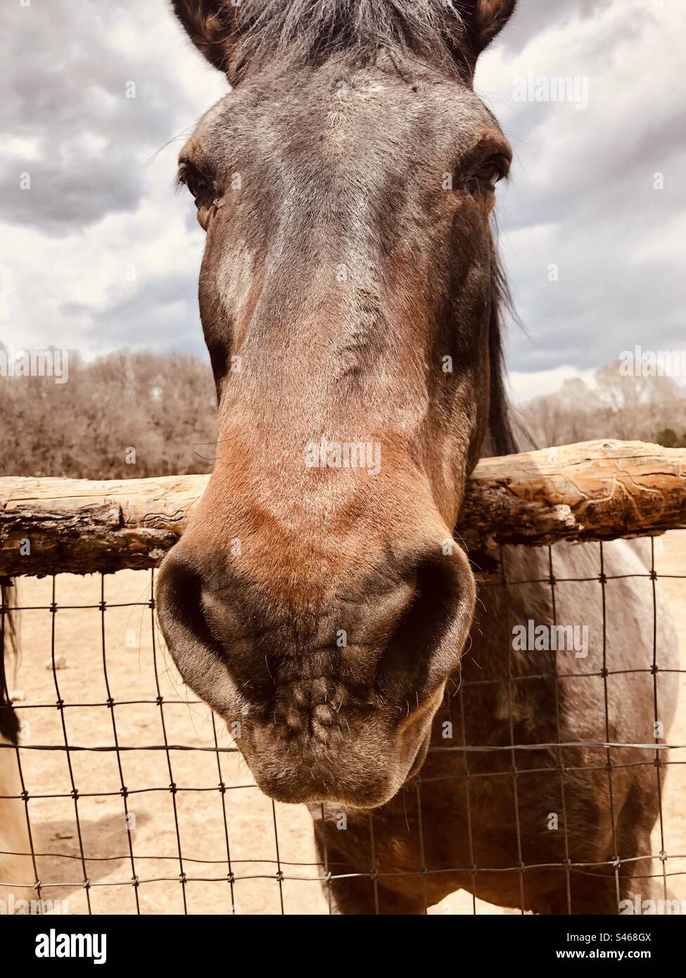 Pferd Stockfoto