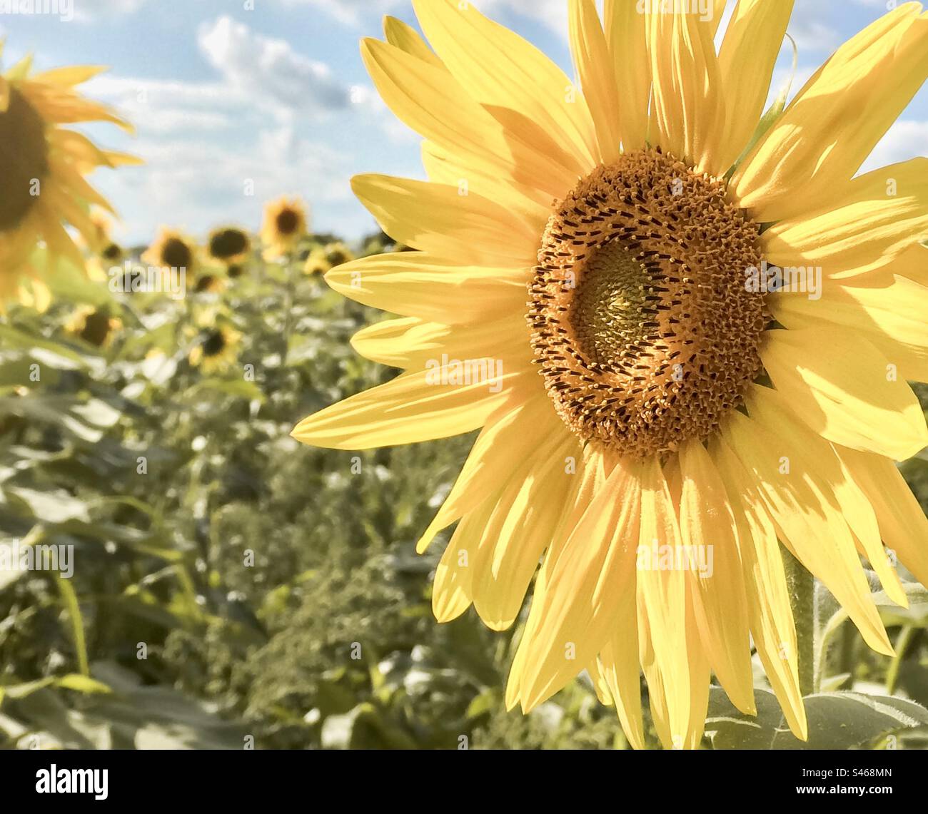 Sonnenblumen in einem Feld Stockfoto