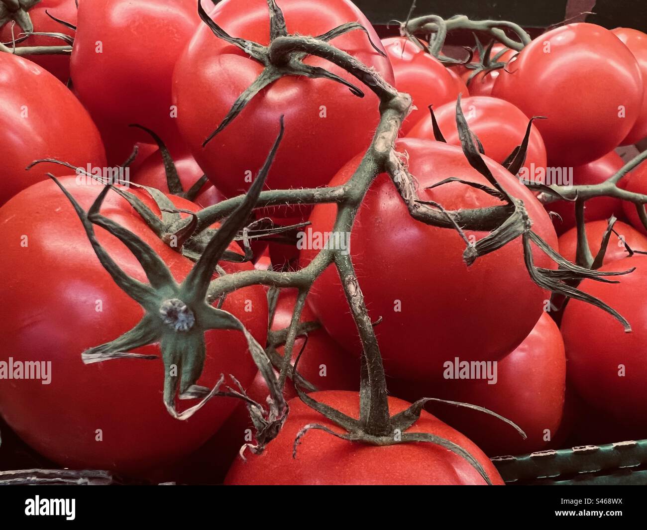 Tomaten am Rebstock - Smartphone-aufgenommenes Stockfoto