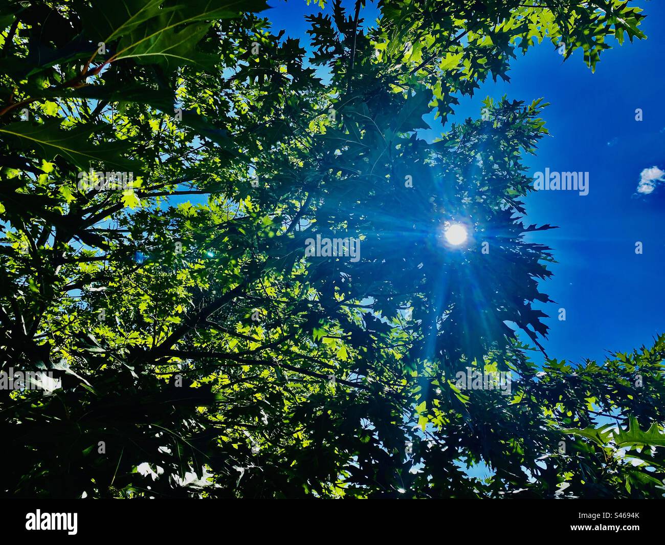 Sonne durch die Bäume Stockfoto