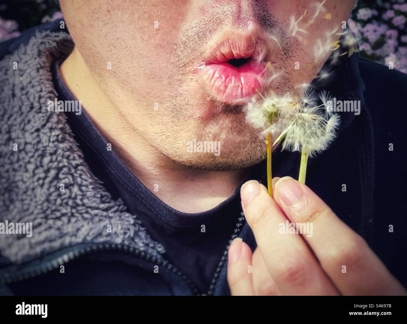 Nahaufnahme des Mundes eines jungen Mannes, der Löwenzahn von zwei in der Hand gehaltenen Löwenzahn-Blumenstielen wegbläst. Ich wünsche mir einen Löwenzahn. - Smartphone-aufgenommenes Stockfoto