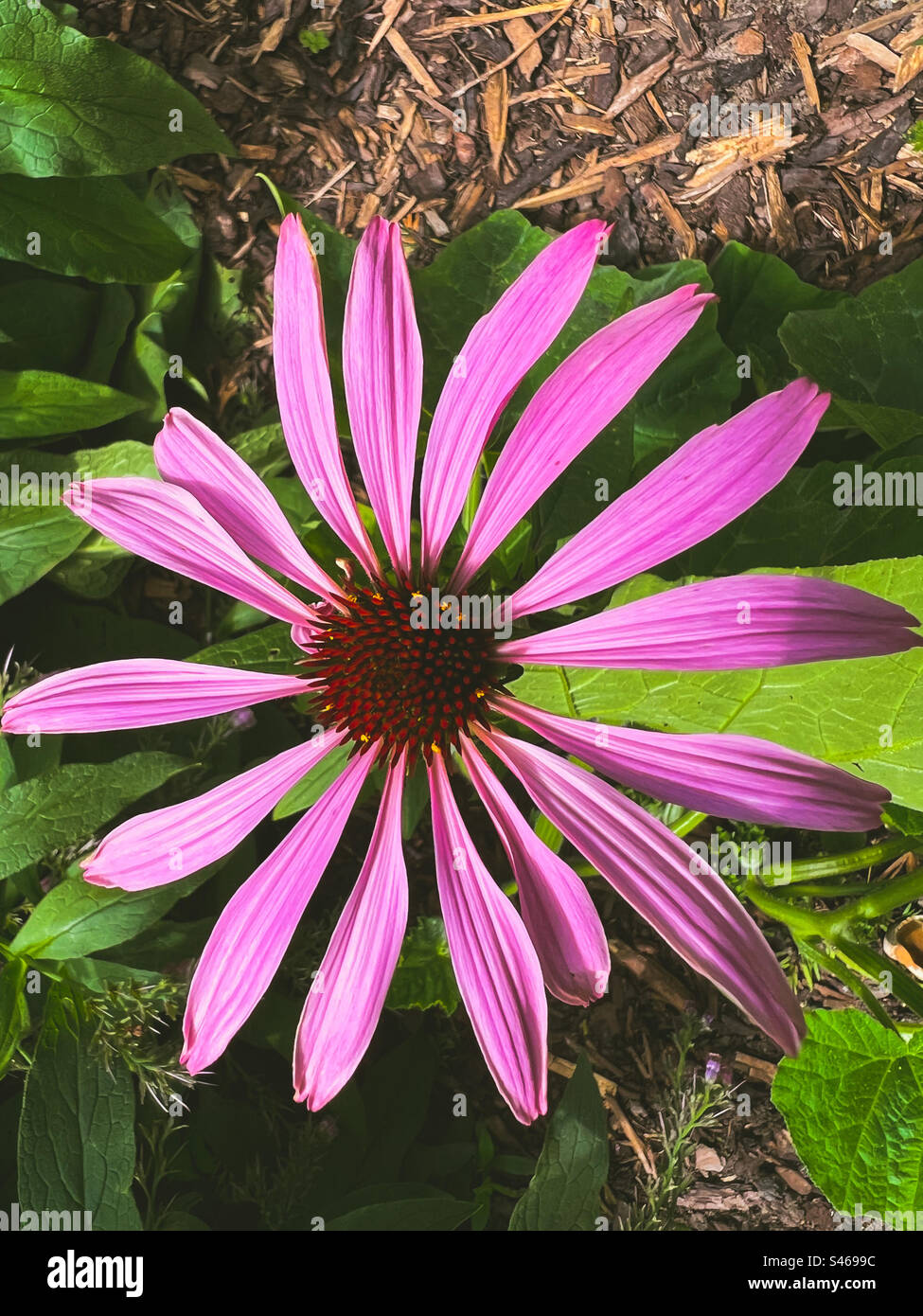 Eine junge Echinacea-Pflanze, die ihre erste Blume produziert. - Smartphone-aufgenommenes Stockfoto