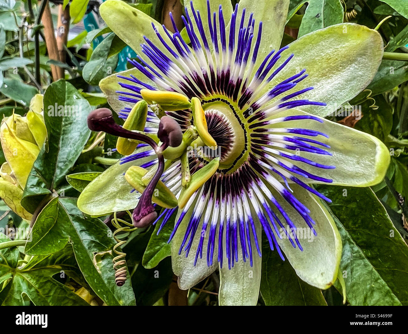 Eine blühende Passionsblume, umgeben von Grün Stockfoto