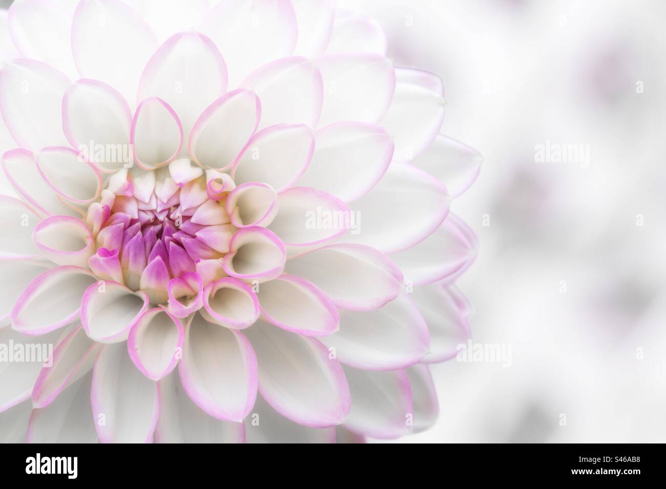 Wunderschöne weiße und rosafarbene Dahlienblüten in Nahaufnahme mit zarten Blütenblättern und Platz für Kopien Stockfoto