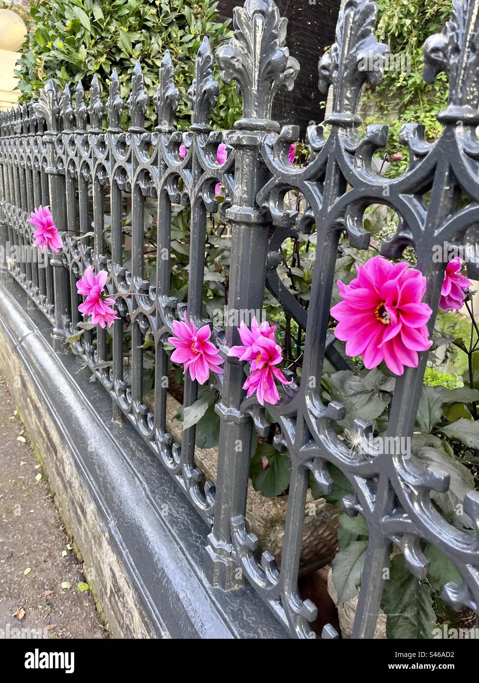 Beeindruckende Darstellung leuchtend rosa Blumen, die durch einen gusseisernen Zaun wachsen. Stockfoto