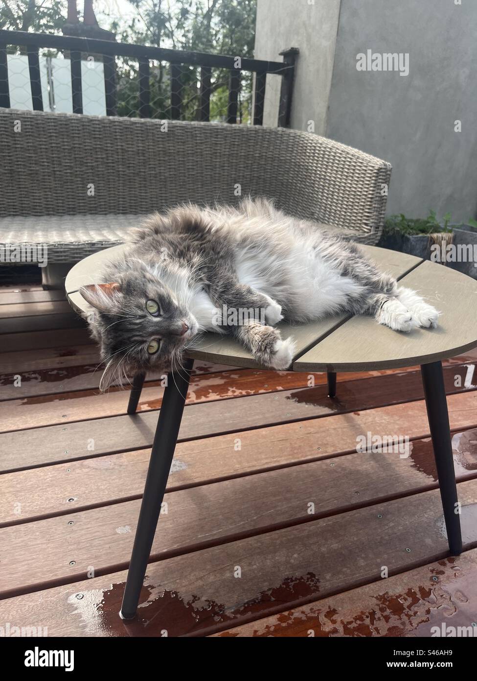 Grau und weiß flauschige sibirische Katze, die sich herumrollte, den Bauch hoch, auf einem Tisch auf einer Dachterrasse saß Stockfoto