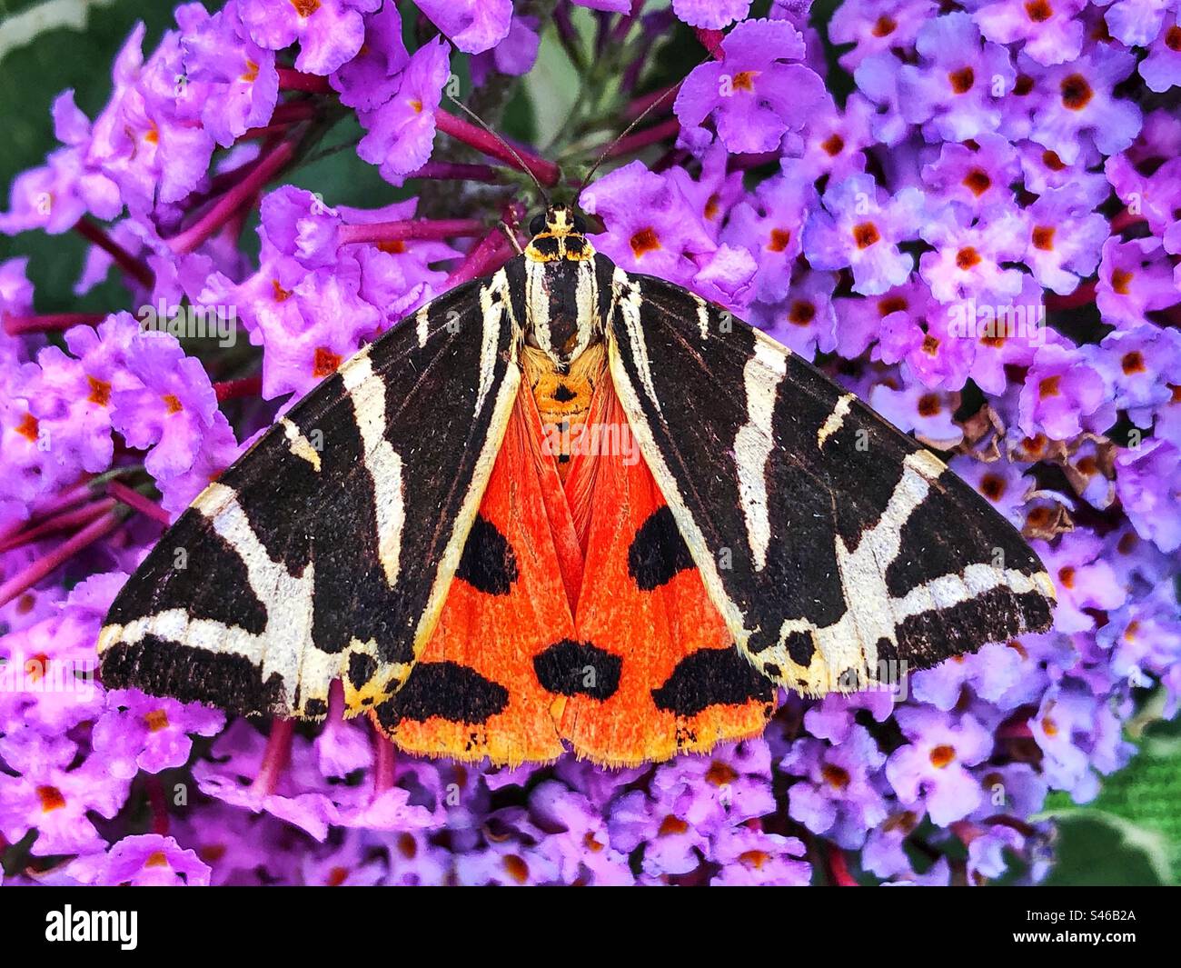 Jersey Tigermotte (Euplagia quadripunctaria) zeigt ihre Warnfarben, um Möchtegern-Raubtiere von ihren giftigen Körperflüssigkeiten abzuschrecken. Standort: Hampshire Garden Vereinigtes Königreich Stockfoto