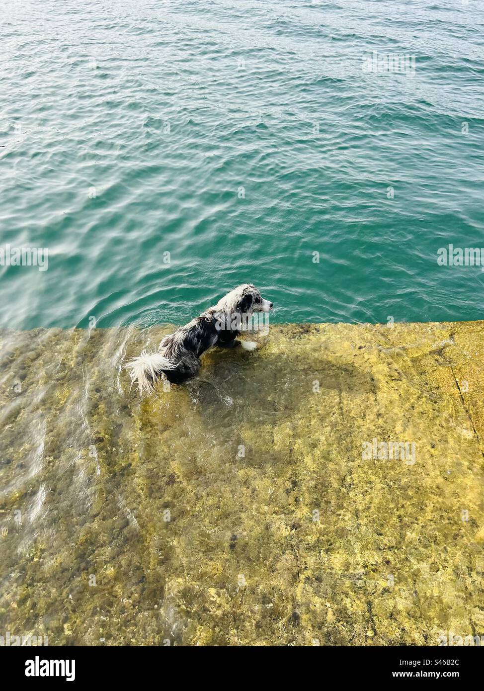 Der Hund springt gleich ins Meer Stockfoto