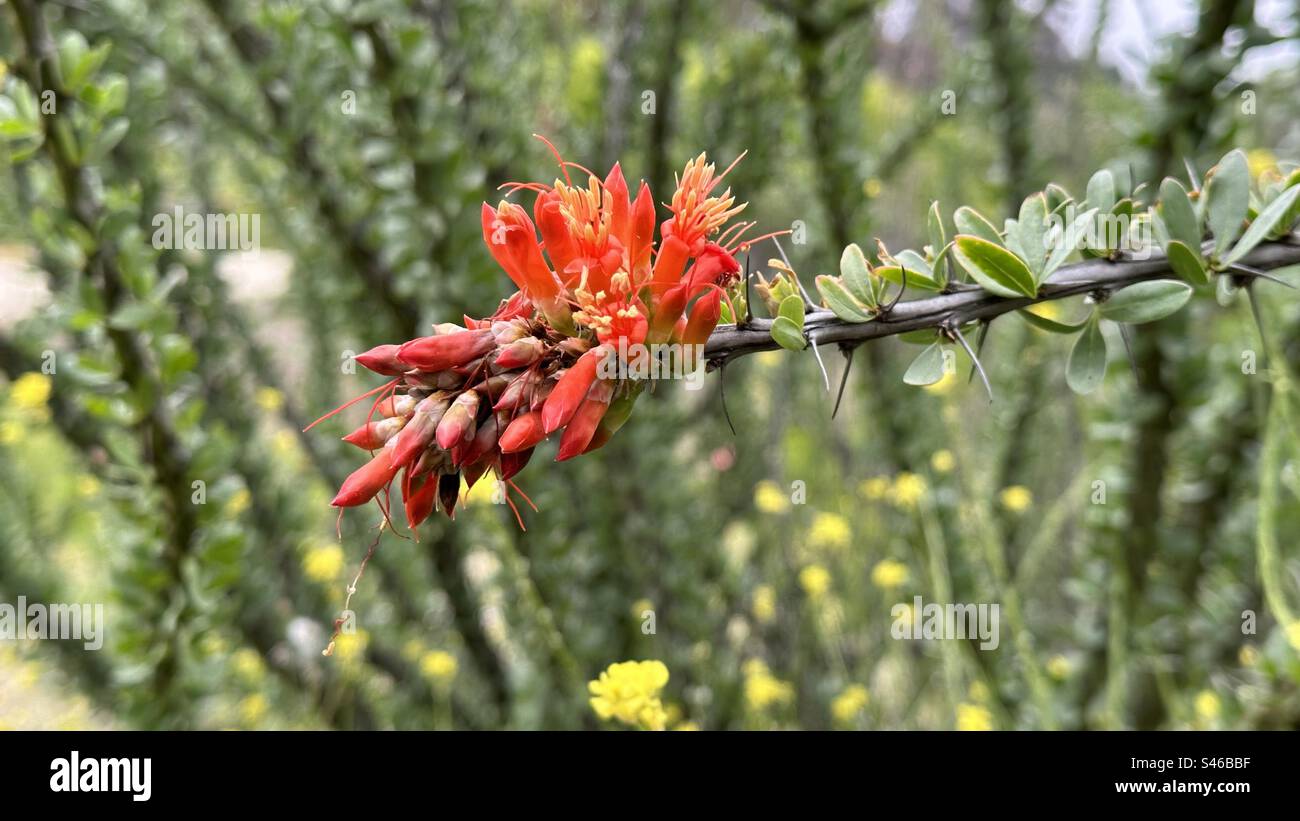 Die Ocotillo-Pflanzen sind in Wüstenregionen im Norden Mexikos und im Westen der USA beheimatet und sehen den größten Teil des Jahres wie tote Stöcke aus, aber sie sprießen im Frühjahr helle karmesinrote Blüten. Stockfoto