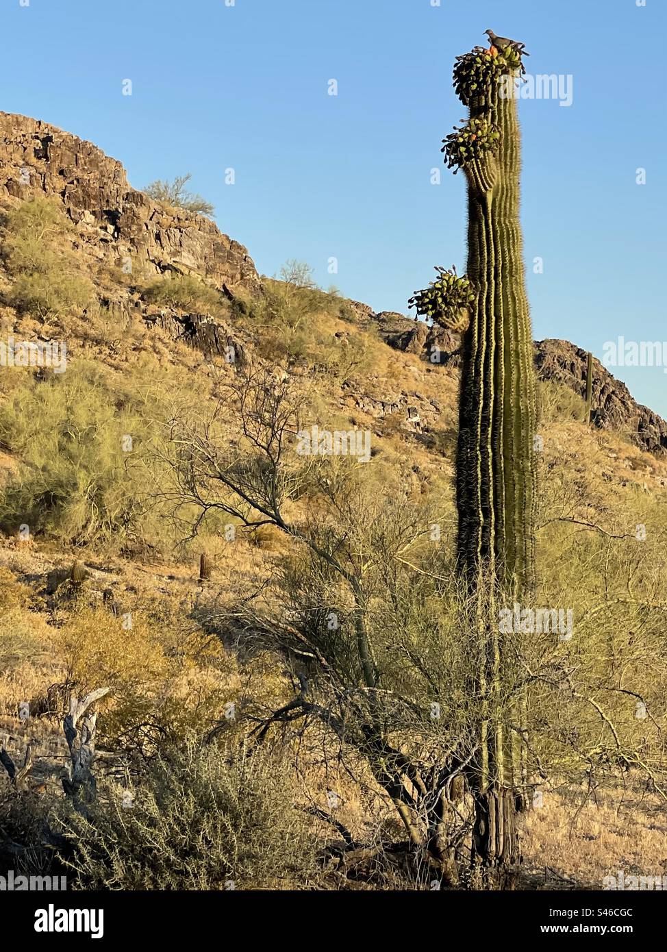 Weiße Flügeltauben, rote Saguaro-Kaktusfrüchte, sonoranische Desserts für Wildtiere, strahlend blauer Himmel, Phoenix Mountains Preserve, Arizona Stockfoto