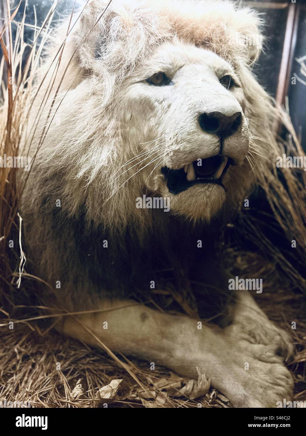 Taxidermie Löwe Stockfoto