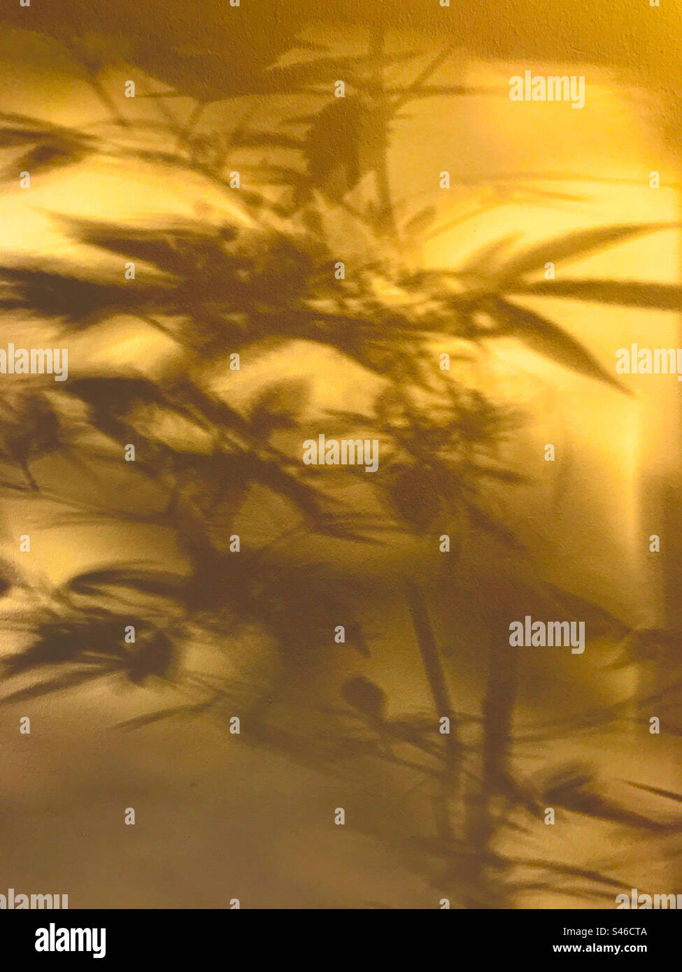 Marihuana Shadow #2 - Smartphone-aufgenommenes Stockfoto