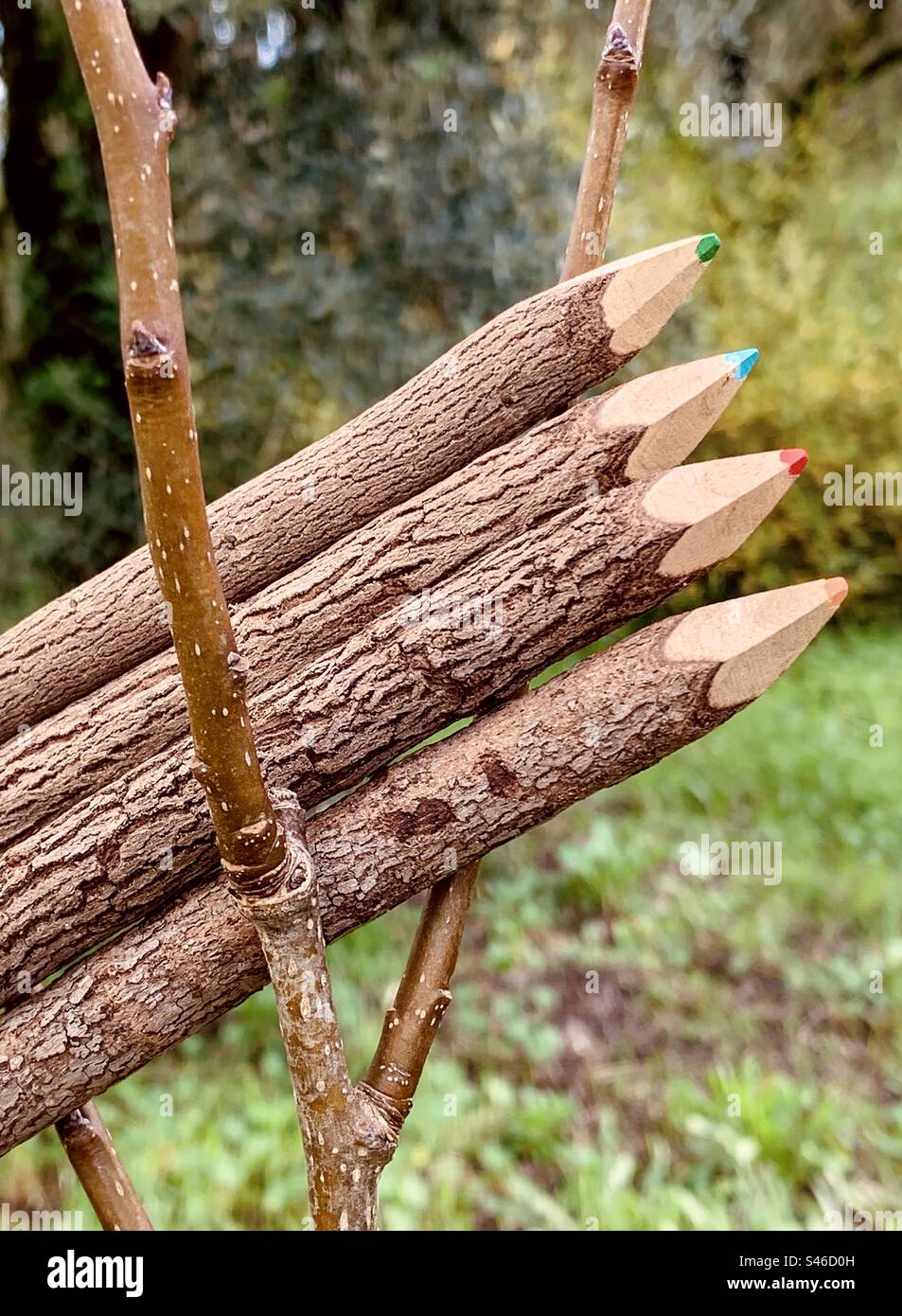 4 Zweige-Farbstifte in einem Baum - Smartphone-aufgenommenes Stockfoto
