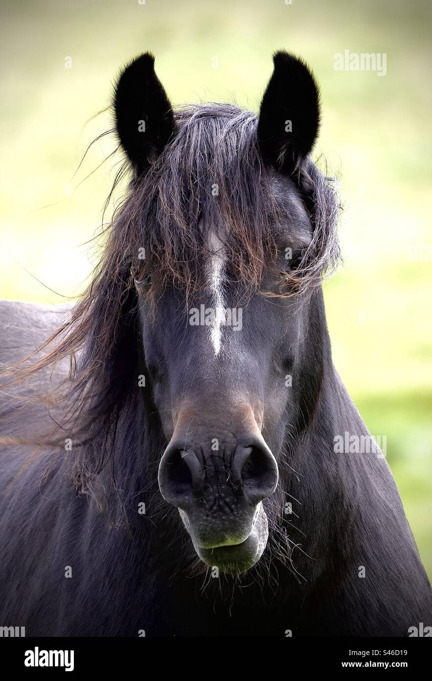 Schwarzes Pferd mit vollem Gesicht Stockfoto