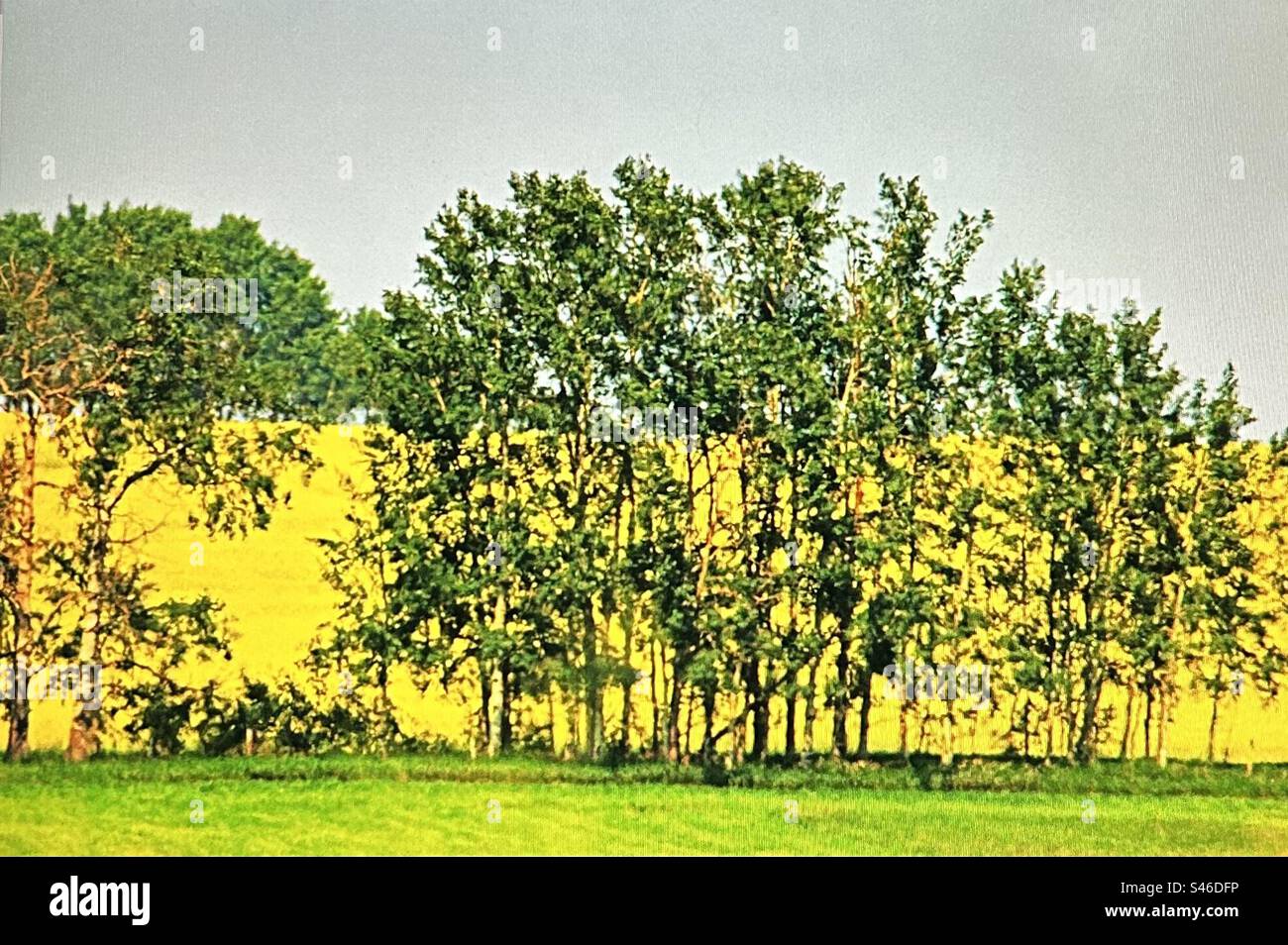 Rapsfeld, gelbes Feld, grüne Felder, Landschaft, Prärie, aspenbäume Stockfoto