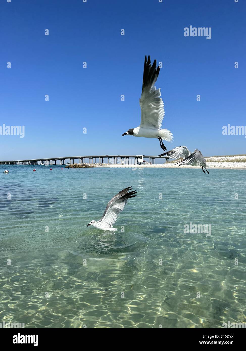 Möwen fliegen über Wasser in Norriego Point Destin, Florida Stockfoto