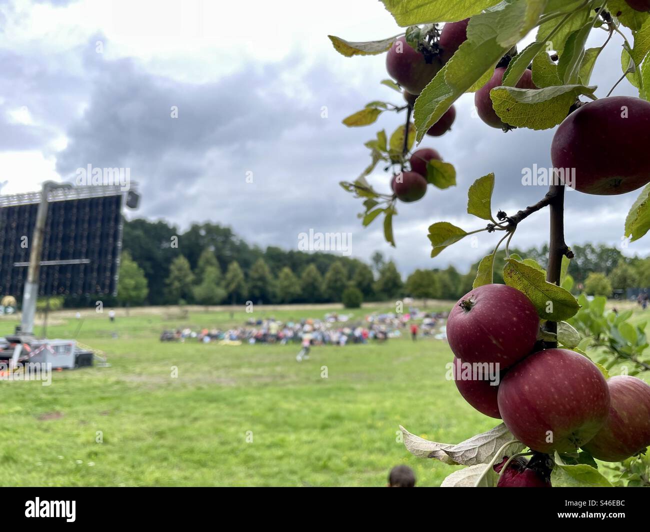 Rote Äpfel hängen von Ästen vor einem Dämmerungshimmel, während ein Open-Air-Kino im Hintergrund flackert. Eine harmonische Mischung aus Natur und Unterhaltung. Stockfoto