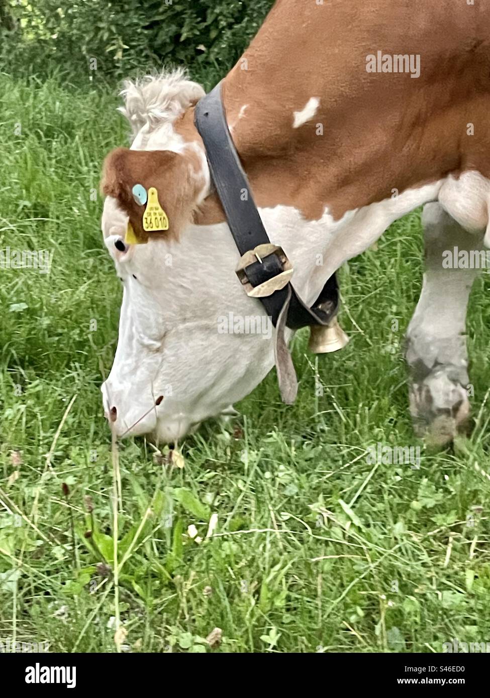 Eine Kuh mit einem markanten Etikett und einem Ring um den Hals verwöhnt Sie mit einem gemütlichen Grasgericht. Stockfoto
