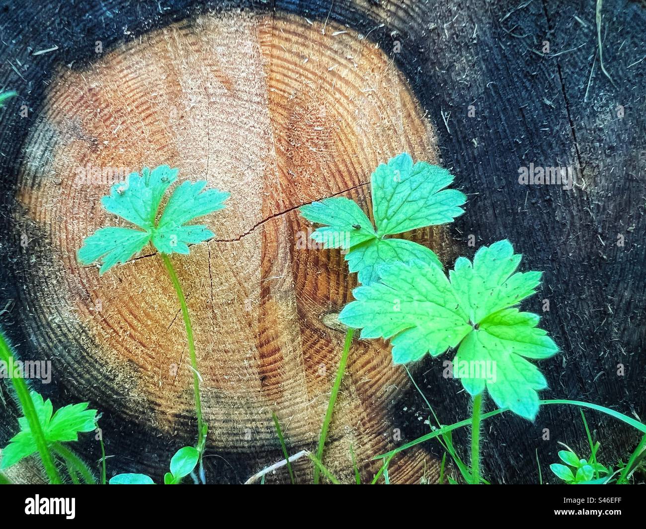 Grüne Triebe gegen frisch geschnittenen Baumstamm Stockfoto
