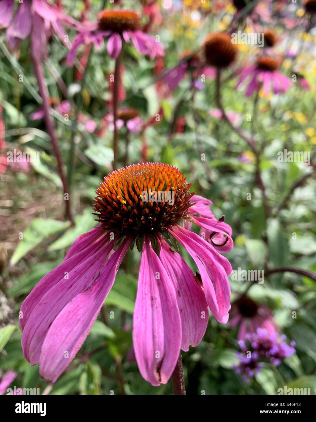 Echinecea perpurea blüht - Smartphone-aufgenommenes Stockfoto